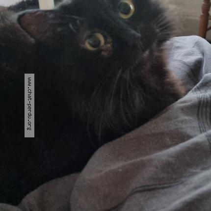 Photo de chat perdu à Bordeaux