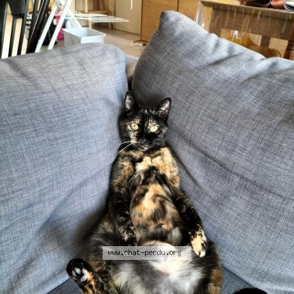 Photo de chat perdu à Feins