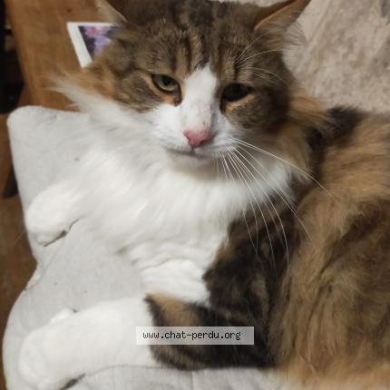 Photo 1/1 Tomy Chat perdu à Loisia