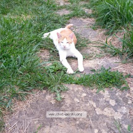 Photo 1/1 Caramel Chat perdu à Loisia