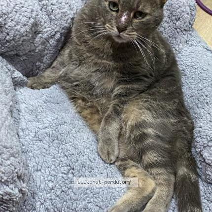 Photo de chat perdu à La Voulte Sur Rhone