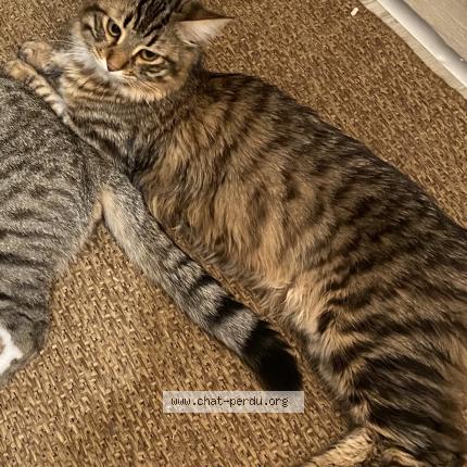 Photo de chat perdu à Sannois