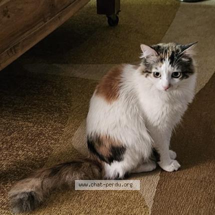 Photo de chat perdu à Ajaccio
