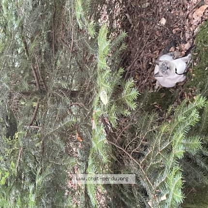 Photo 1/1 Yoda Chat perdu à Le tronchet