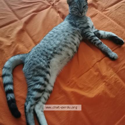 Photo de chat perdu à La Roche Blanche
