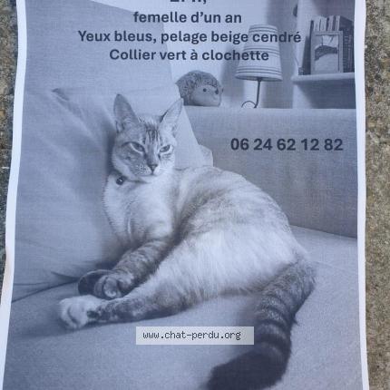 Photo 1/1 Chat retrouvé Perdu à Rosny Sous Bois