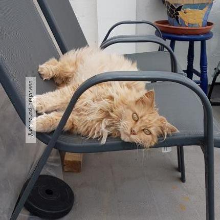 Photo de chat perdu à Chabanne