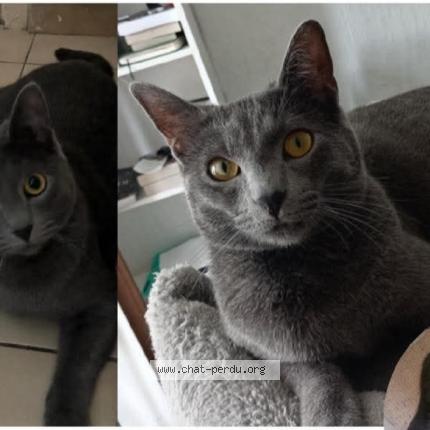 Photo de chat perdu à Colomiers
