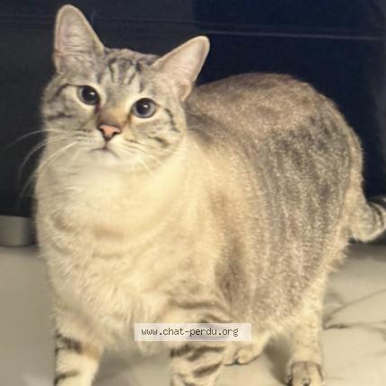 Photo 1/1 Tom Chat perdu à Villeparisis