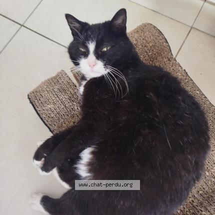 Photo de chat perdu à Reims