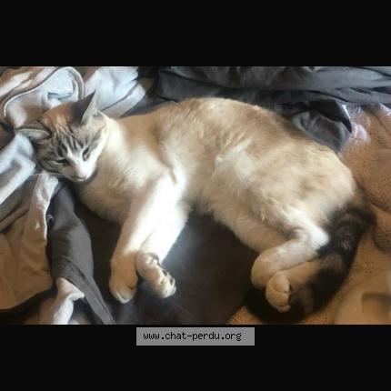 Photo 1/1 Gaya Chat perdu à Bordeaux