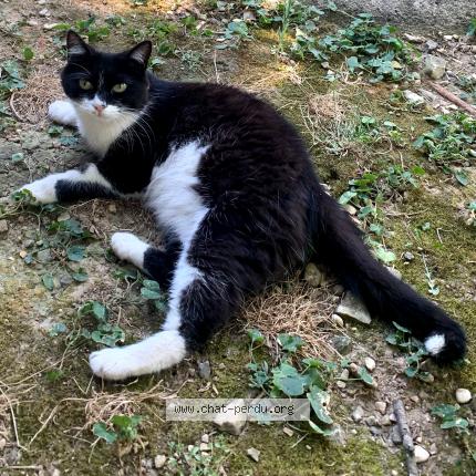 Photo 1/1 Chat retrouvé Perdu à Sauzet