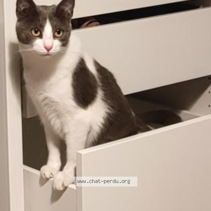 Photo 1/1 Chat retrouvé Perdu à Nantes