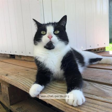 Photo 1/1 Oly Chat perdu à Neydens