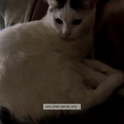 Photo de chat perdu à Plaisance Du Touch