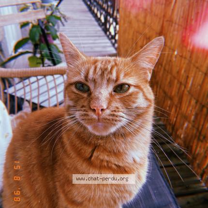 Photo 1/1 Maurice Chat perdu à Violaines