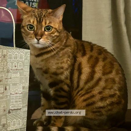 Photo 1/5 Chat retrouvé Perdu à Paris