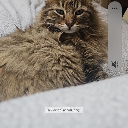 Photo de chat perdu à Millery