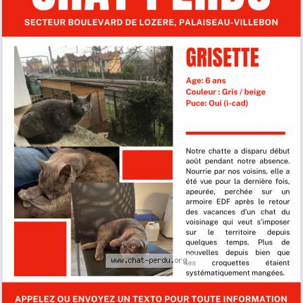 Photo 1/1 Chat retrouvé Perdu à Palaiseau