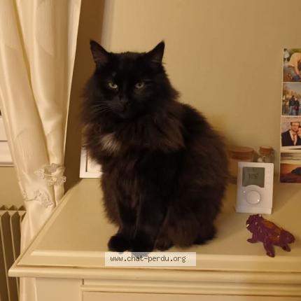 Photo 1/1 Naya Chat perdu à Villers sur le roule