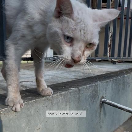 Photo de chat trouvé à Montbeliard