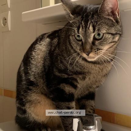 Photo de chat perdu à Apt