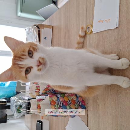 Photo de chat perdu à Cernusson