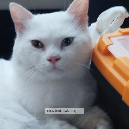 Photo 1/1 Felix Chat perdu à Rawalpindi gulzar e quaid