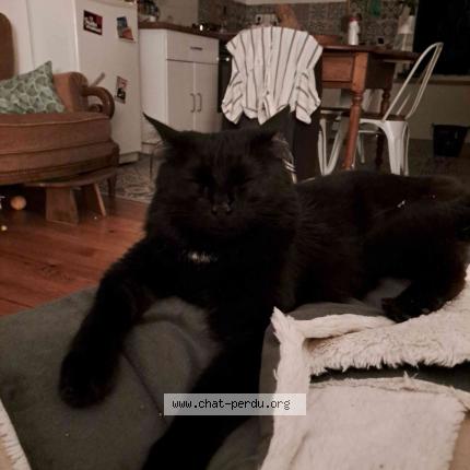 Photo de chat perdu à Clermont Ferrand