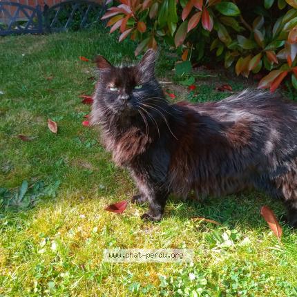 Photo de chat perdu à Villeneuve D Ascq