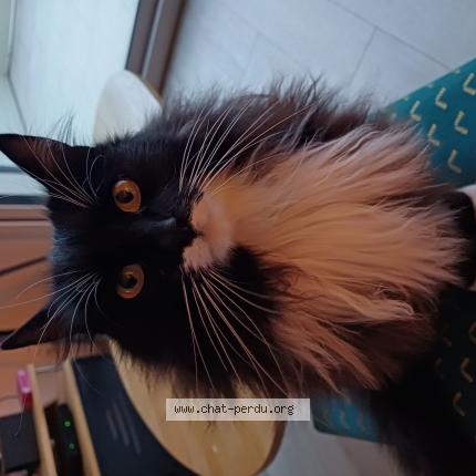 Photo de chat perdu à Lannilis