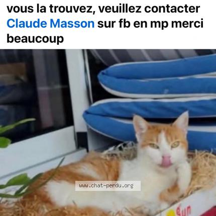 Photo 1/1 Chat retrouvé Perdu à Aguessac