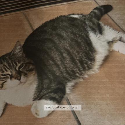 Photo 1/1 Myrtille Chat perdu à Montauroux
