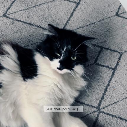 Photo de chat perdu à Le Blanc Mesnil