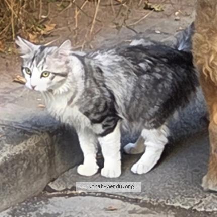 Photo de chat perdu à La Morte