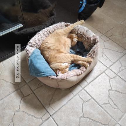 Photo de chat perdu à Villeveque