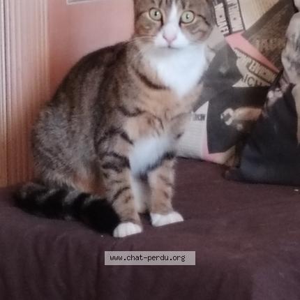 Photo 1/1 Chat retrouvé Perdu à Montluel