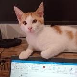 Photo de chat perdu à Claix