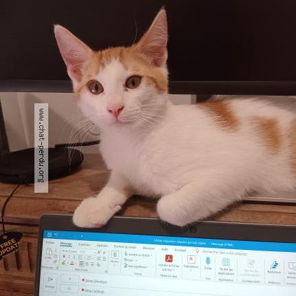 Photo 1/1 KNOUNA Chat perdu à Claix