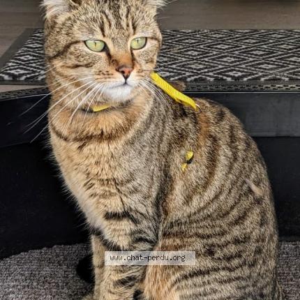 Photo 1/1 Chat retrouvé Perdu à Laval