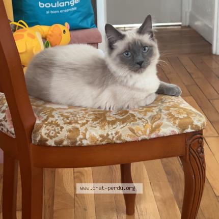 Photo 1/2 Caramel Chat perdu à Pontault combault