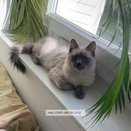 Photo 2/2 Caramel Chat perdu à Pontault combault