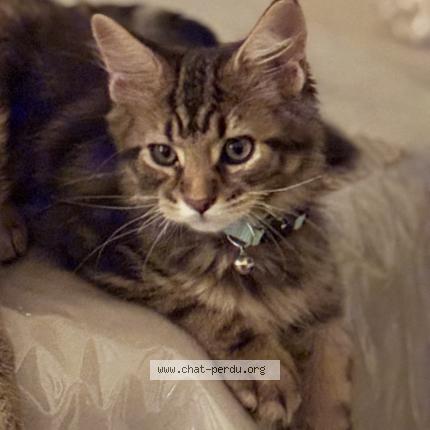 Photo 1/1 Tsuki Chat perdu à Montpellier