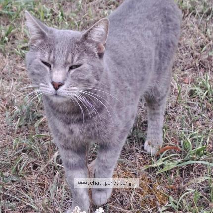 Photo 1/1 Chat retrouvé Trouvé à Le vesinet