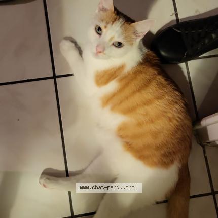 Photo de chat perdu à Sassenage