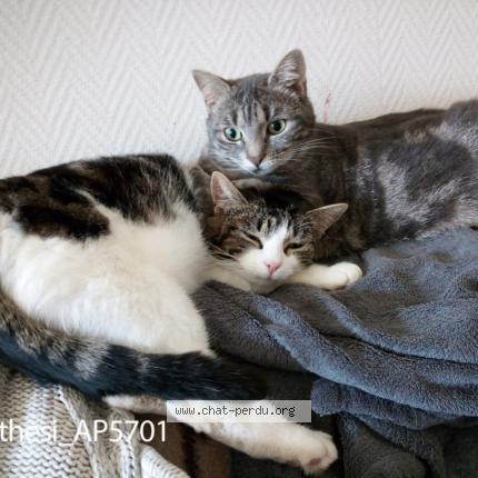 Photo de chat perdu à Vinon