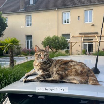 Photo de chat perdu à Gray