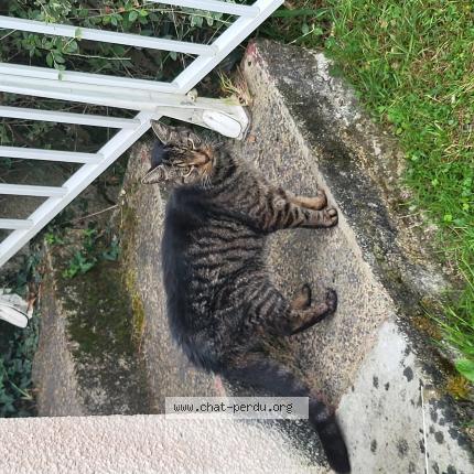 Photo de chat trouvé à Jullouville