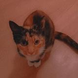 Photo de chat perdu à Hirson