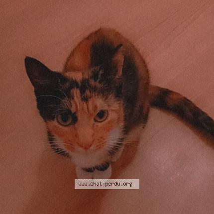 Photo 1/1 Chat retrouvé Perdu à Hirson